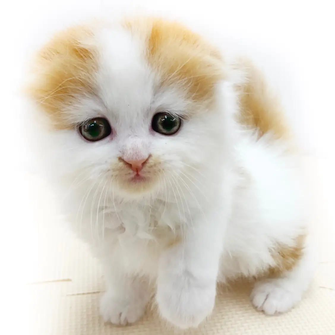 スコティッシュフォールド