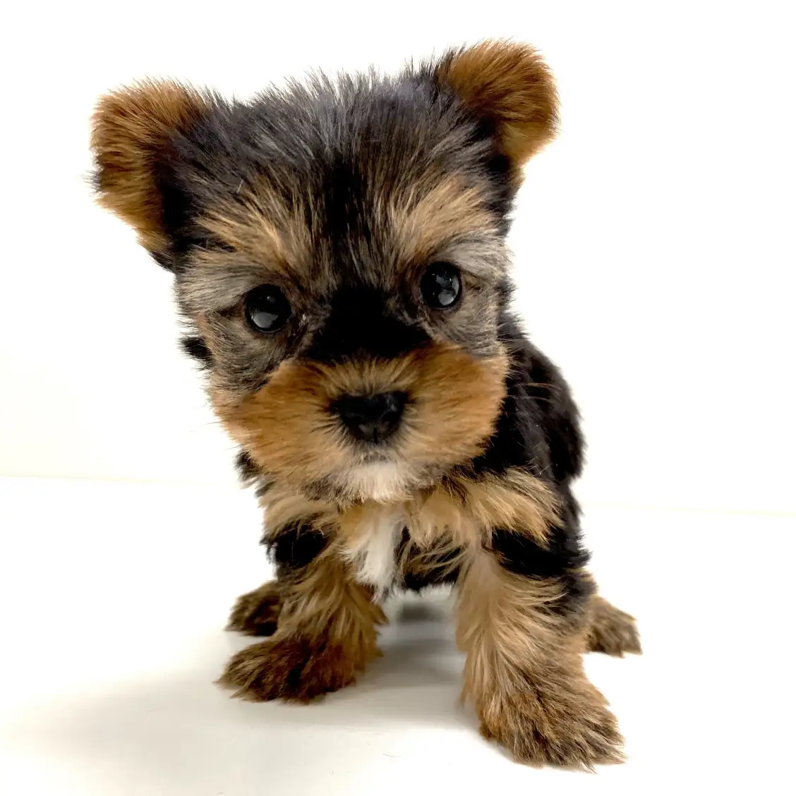 ヨークシャーテリア