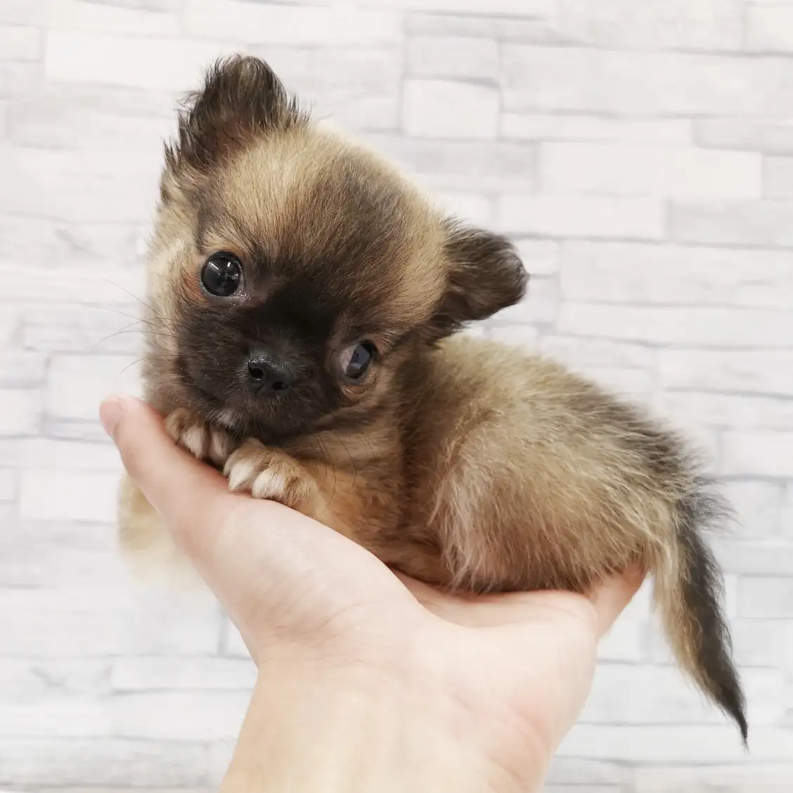 MIX(チワワ×ポメラニアン)