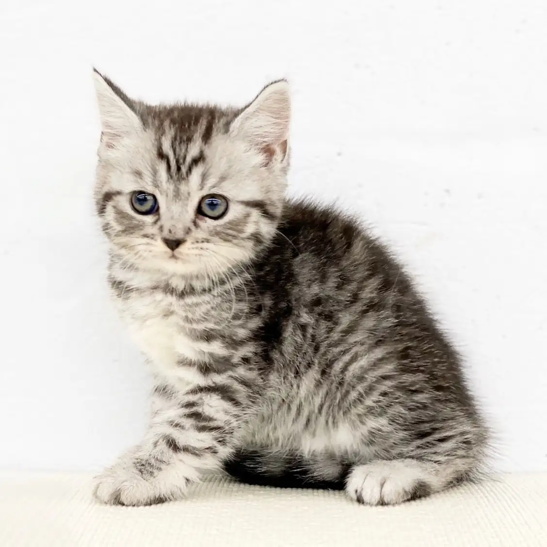 スコティッシュフォールド