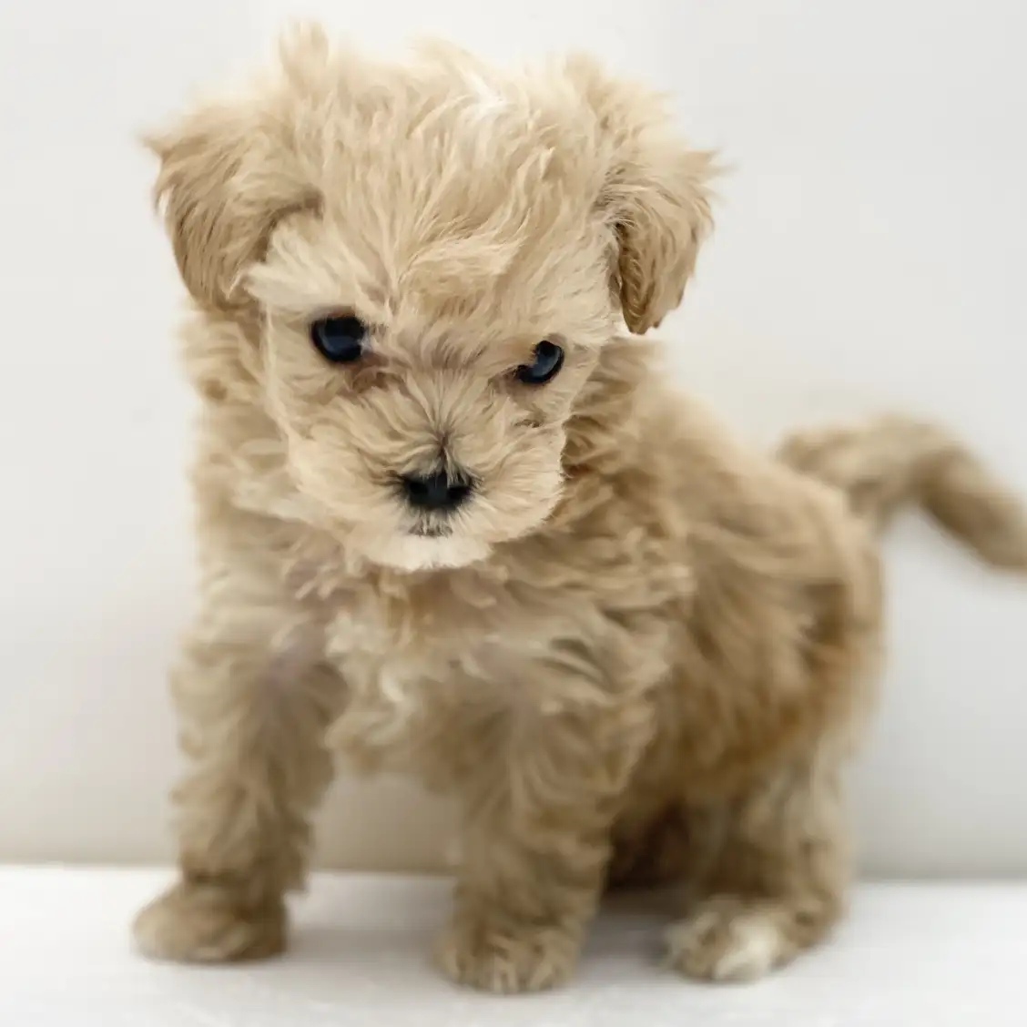 MIX（トイプードル×マルチーズ）