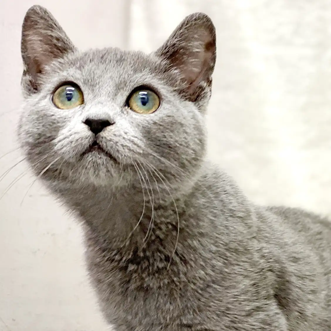 ロシアンブルー