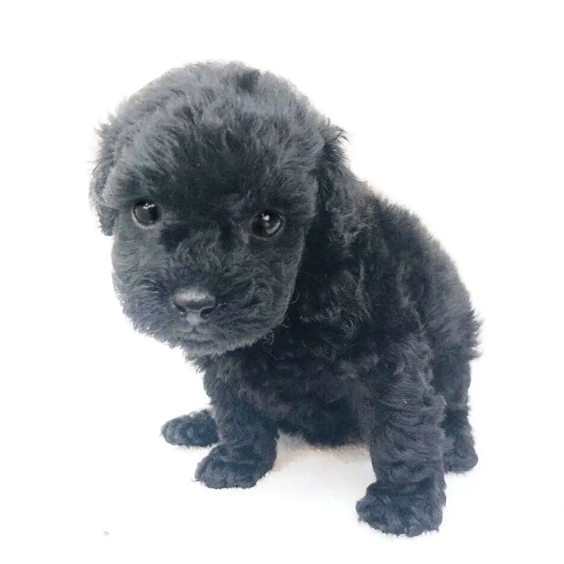 トイ・プードル