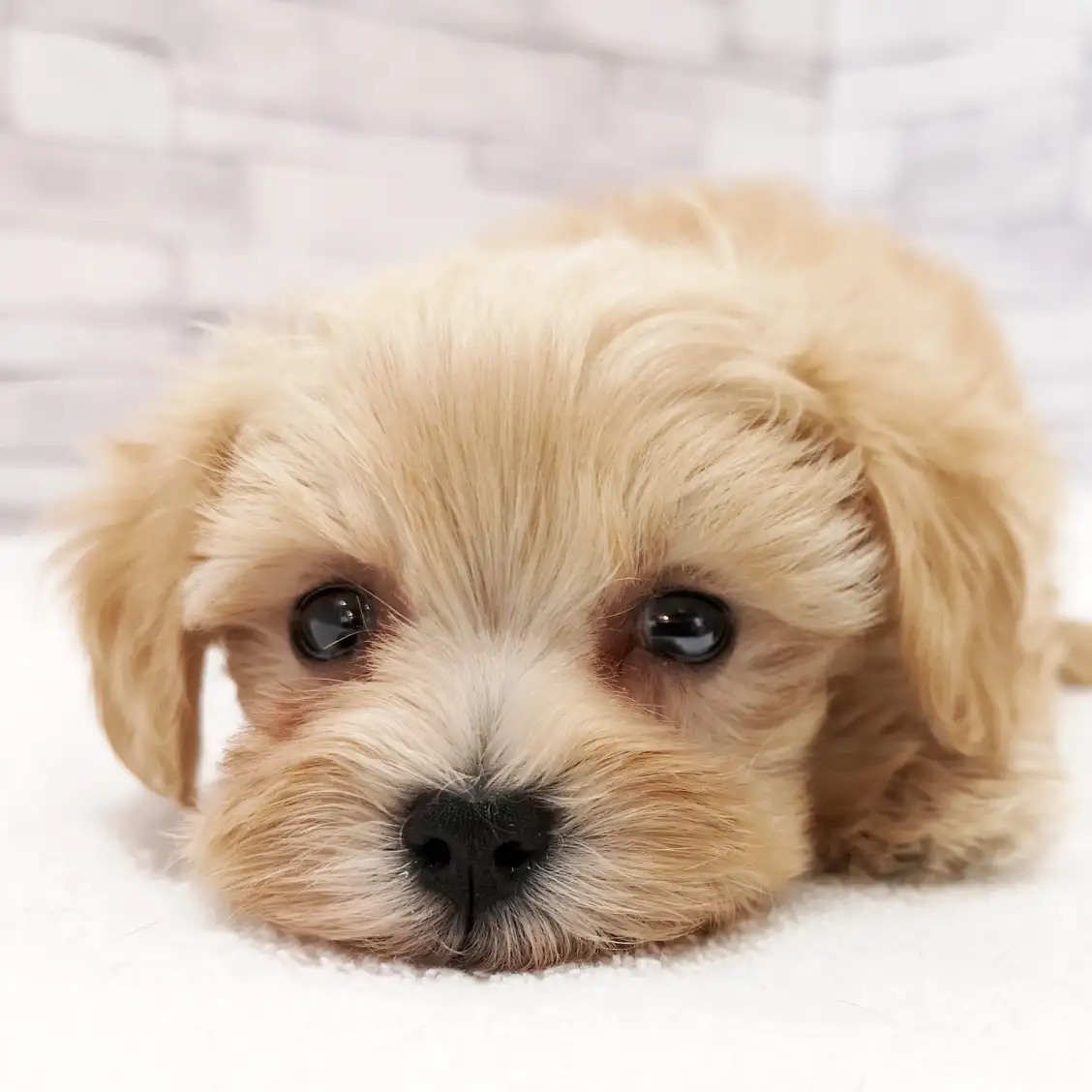 MIX(トイプードル×マルチーズ)