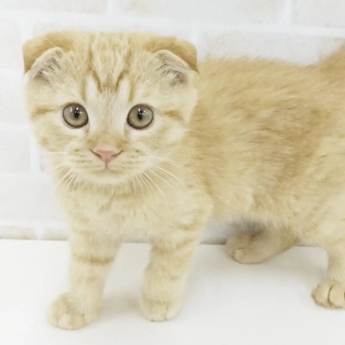 スコティッシュフォールド