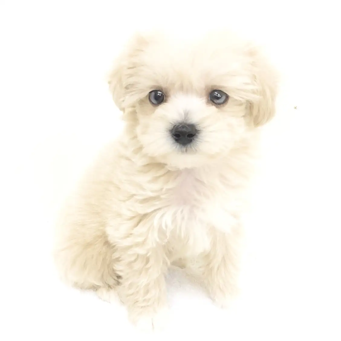 MIX(トイプードル×ウェストハイランドホワイトテリア)