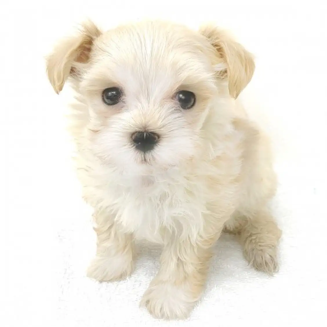 MIX(トイプードル×マルチーズ)