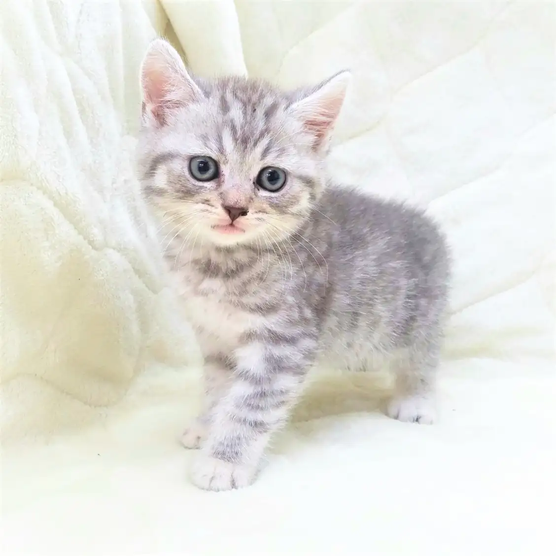 スコティッシュフォールド