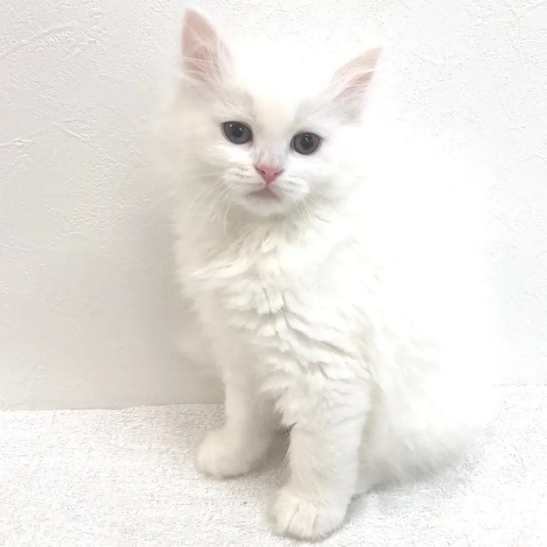 ノルウェージャンフォレストキャット