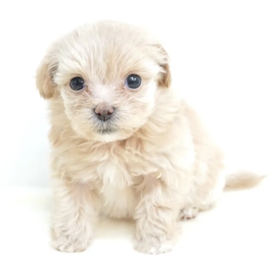 MIX（マルチーズ×トイプードル）