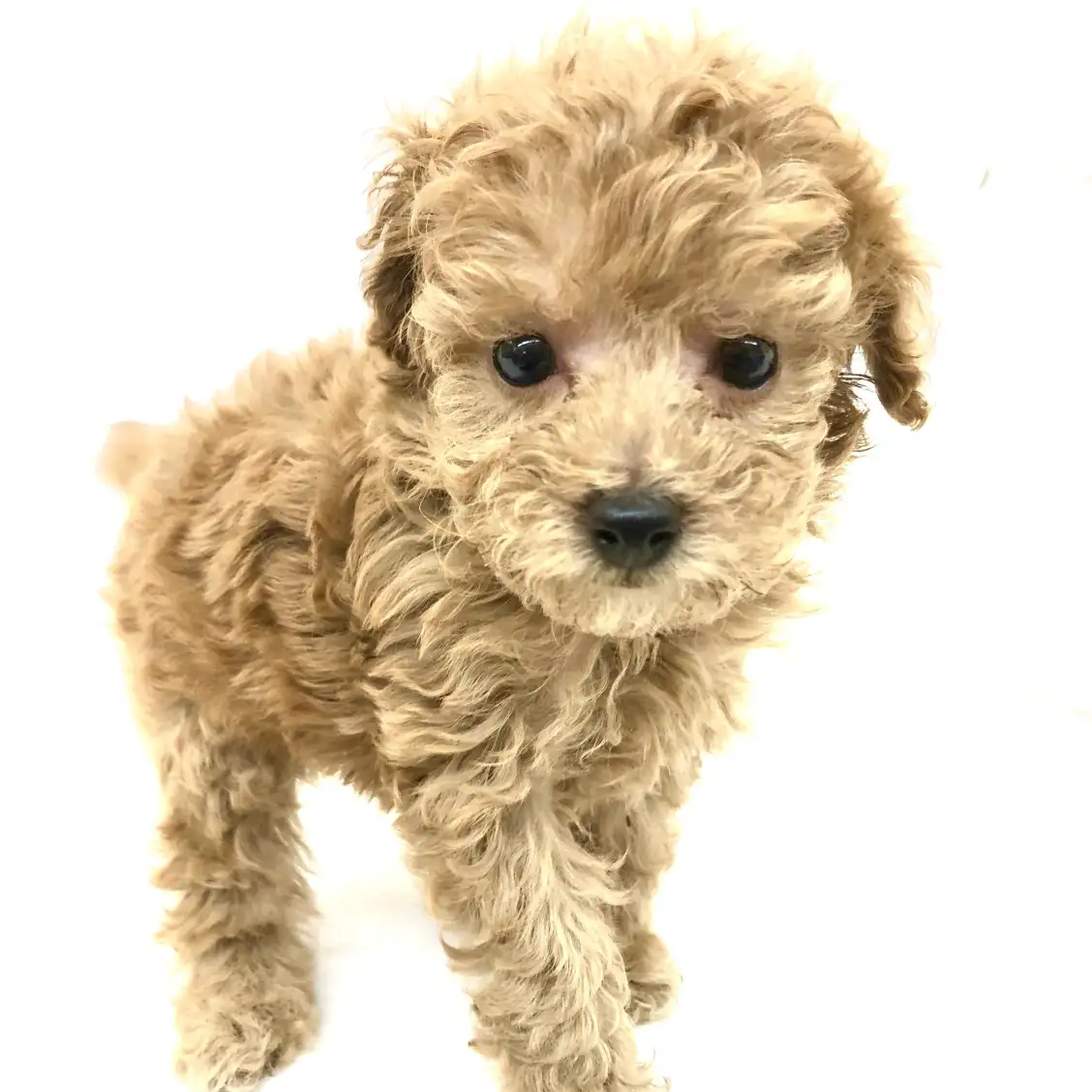 トイ・プードル