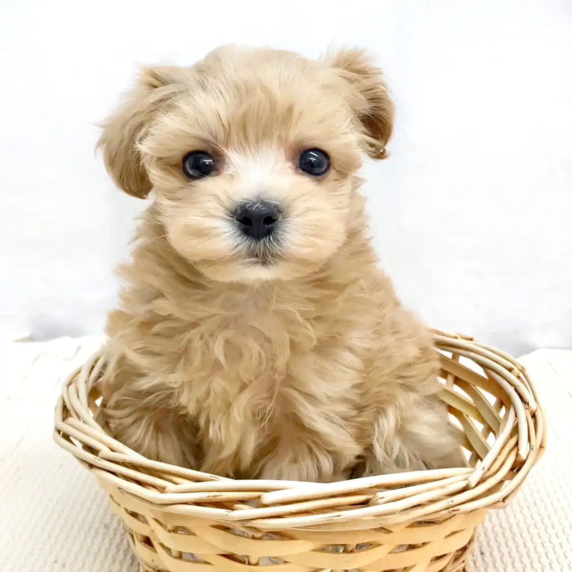 MIX（マルチーズ×トイプードル）