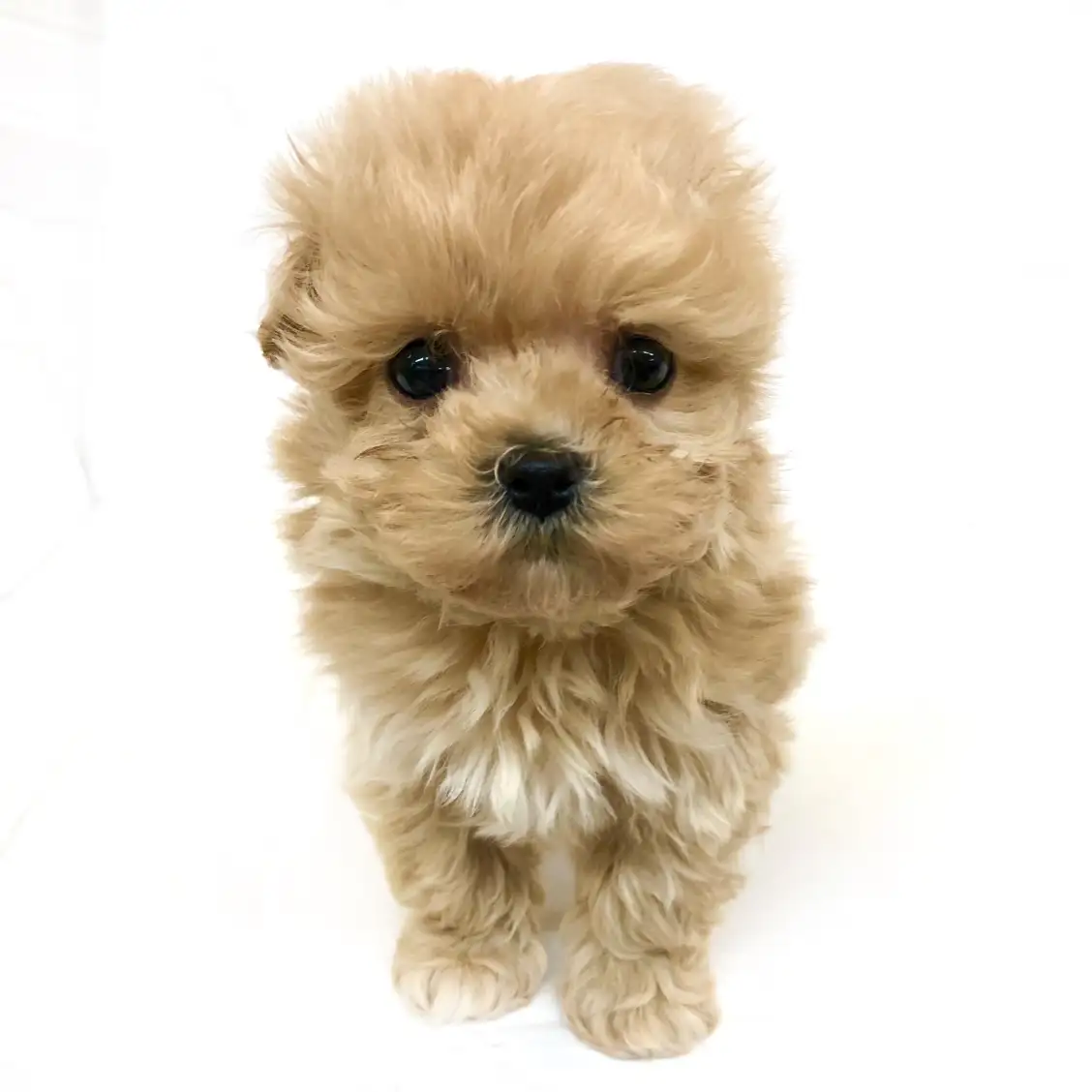 MIX(トイプードル×マルチーズ)