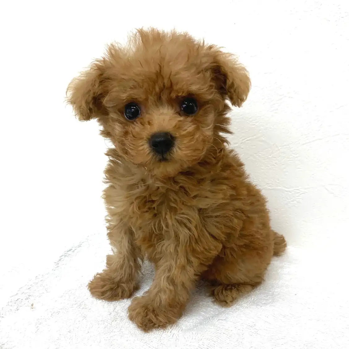 トイ・プードル