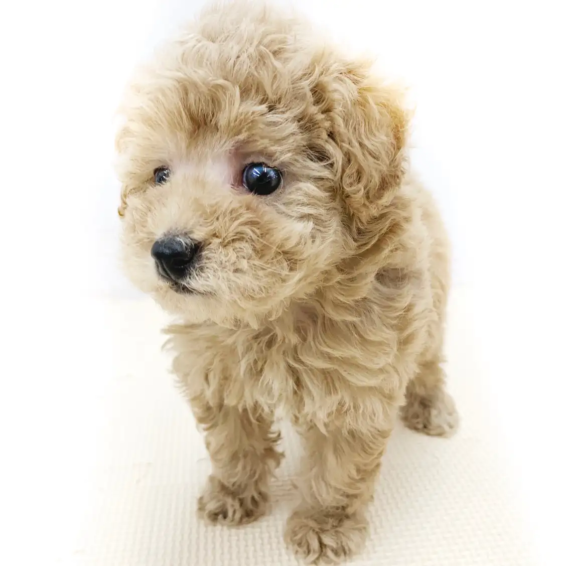 トイ・プードル