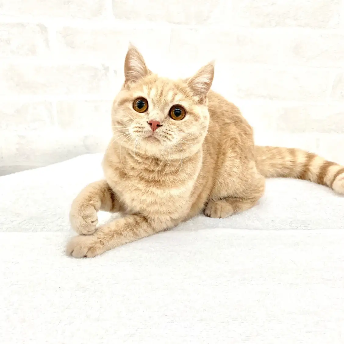 ブリティッシュショートヘア