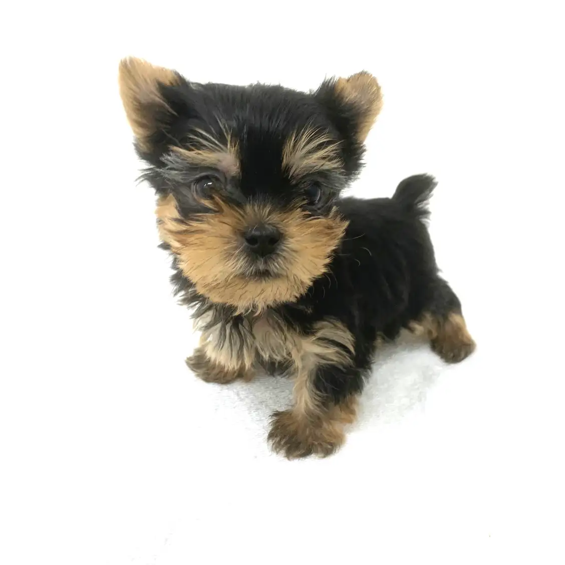 ヨークシャーテリア