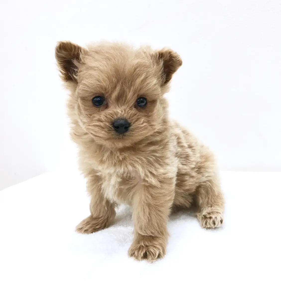 MIX(トイプードル×ポメラニアン)