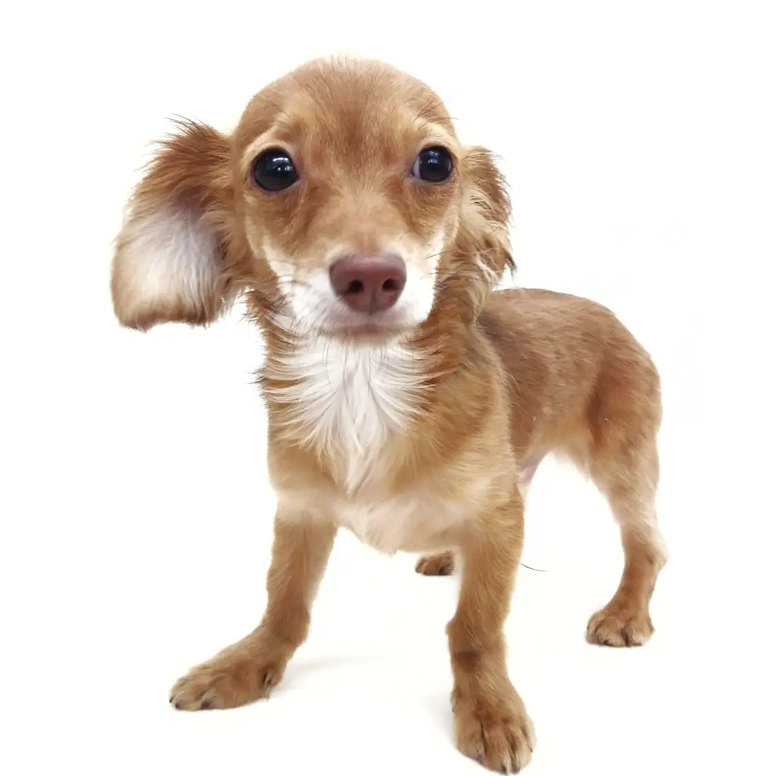 MIX(チワワ×ダックスフント)