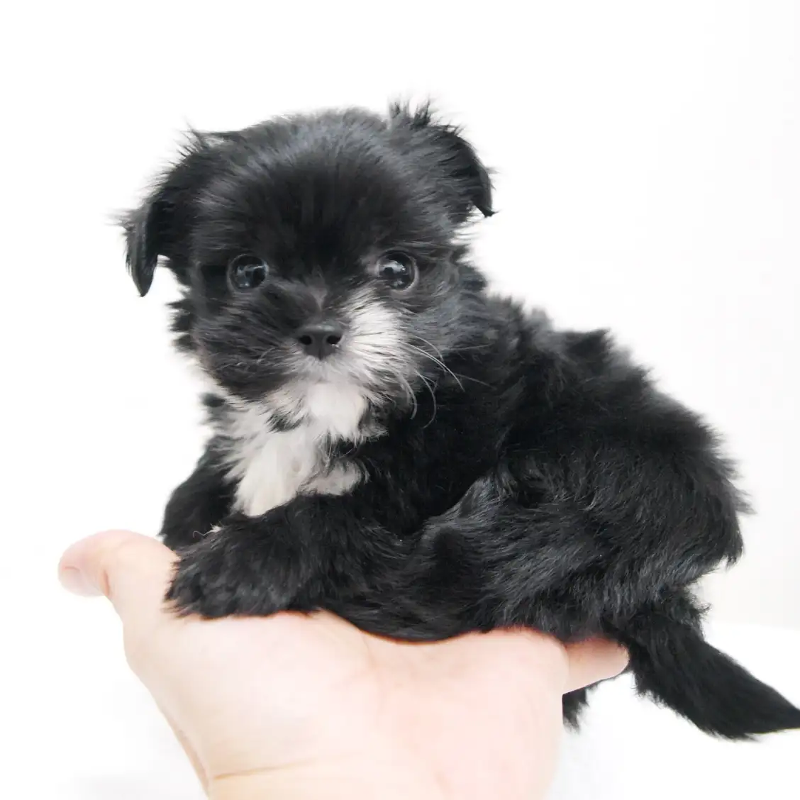 MIX(チワワ×トイプードル)