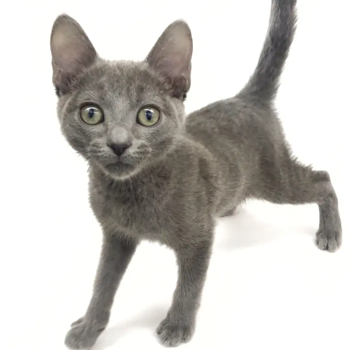 ロシアンブルー