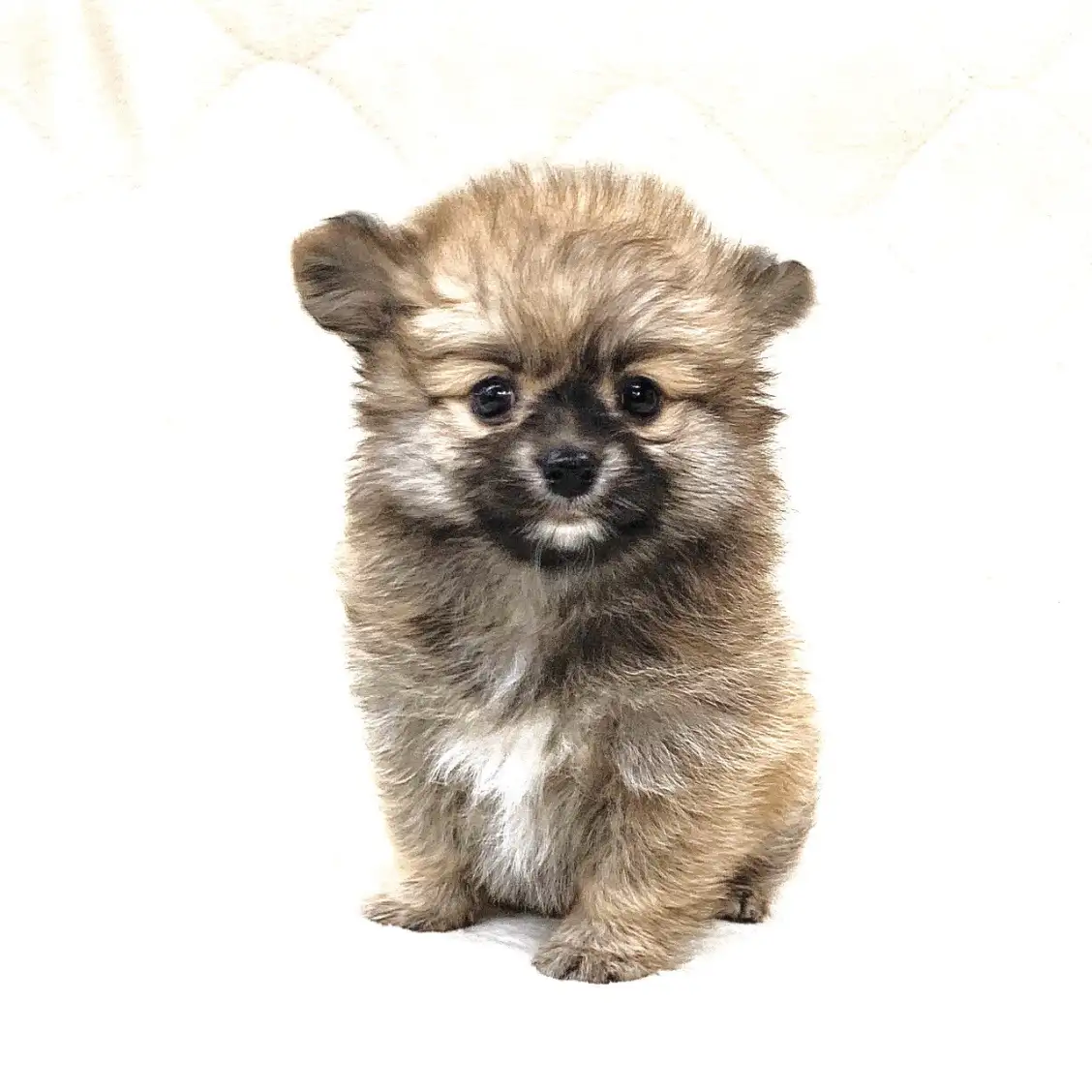 MIX(チワワ×ポメラニアン)