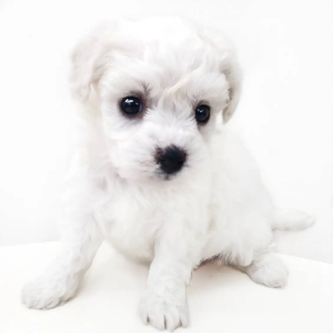 ビションフリーゼ