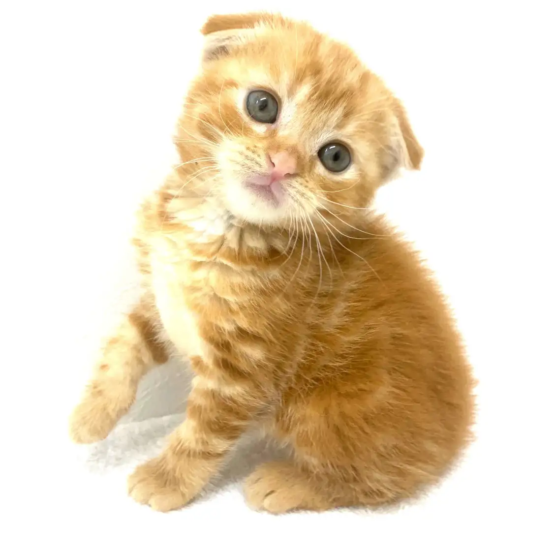 スコティッシュフォールド