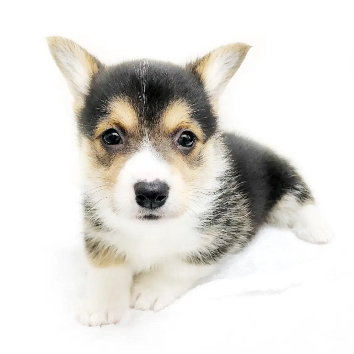 ウェルシュコーギーペンブローク