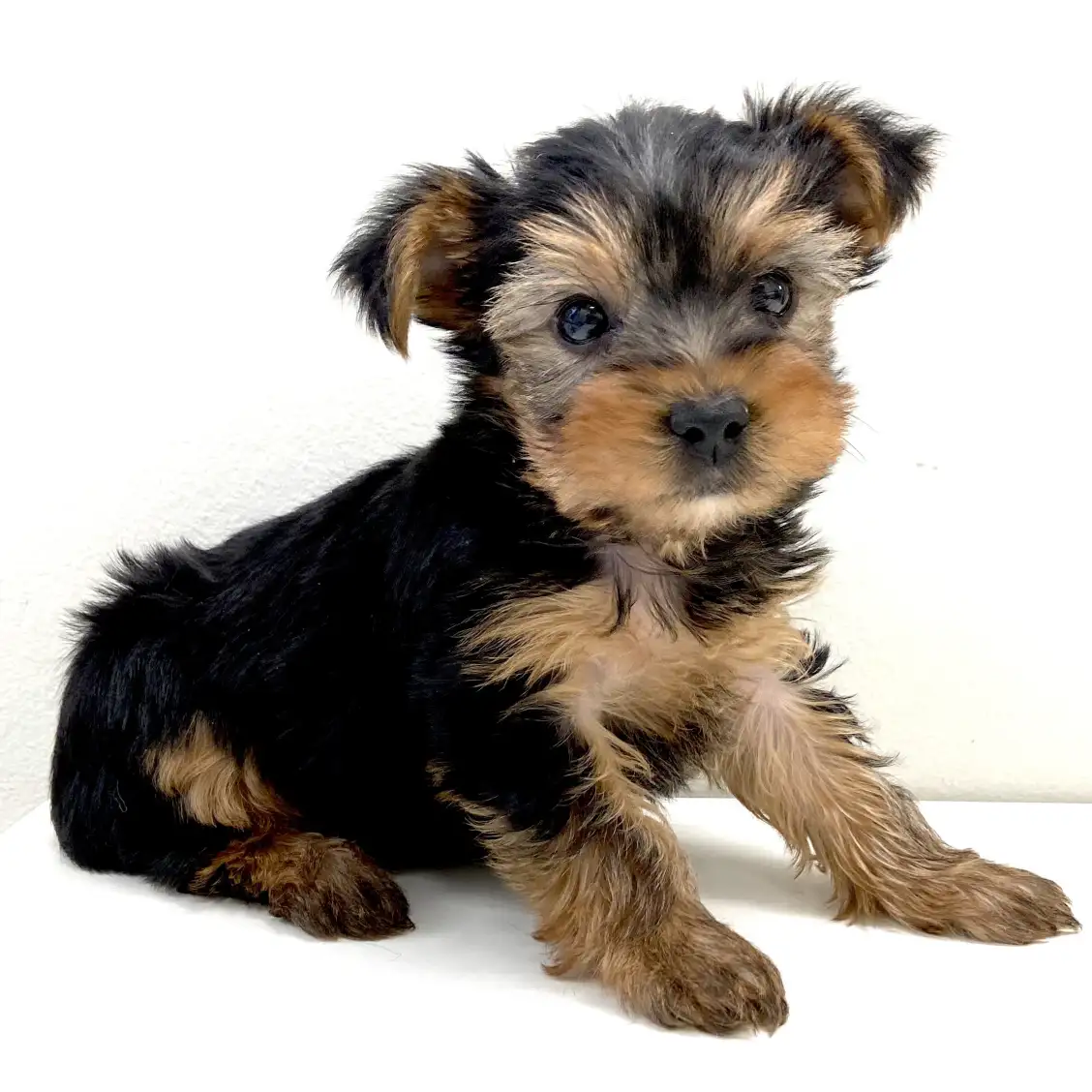 ヨークシャーテリア