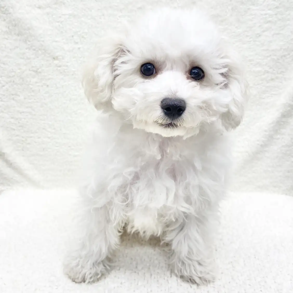 ビションフリーゼ