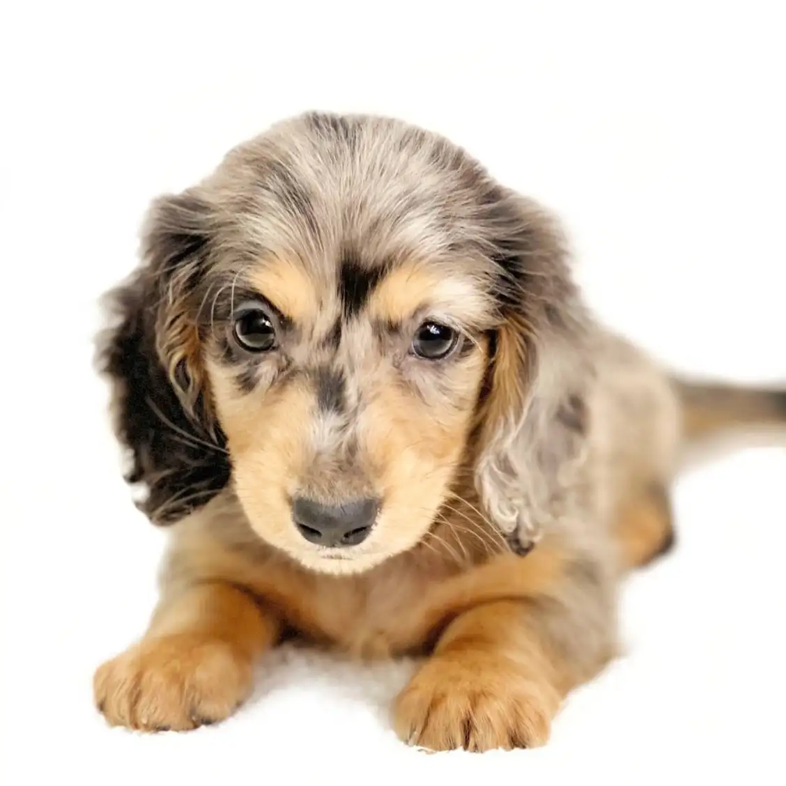 ミニチュア・ダックスフント