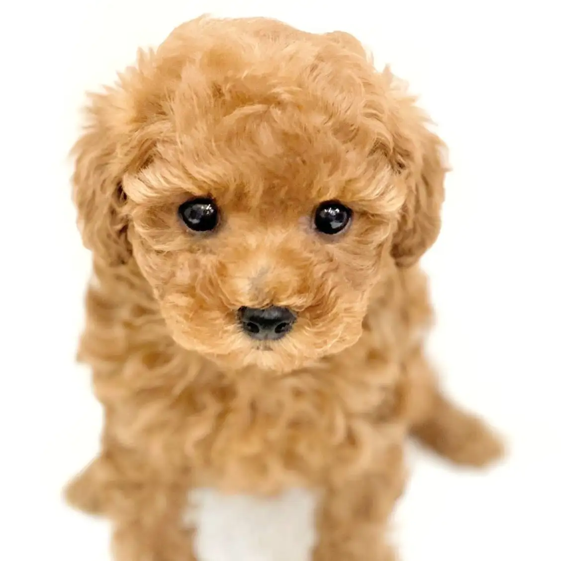 トイ・プードル