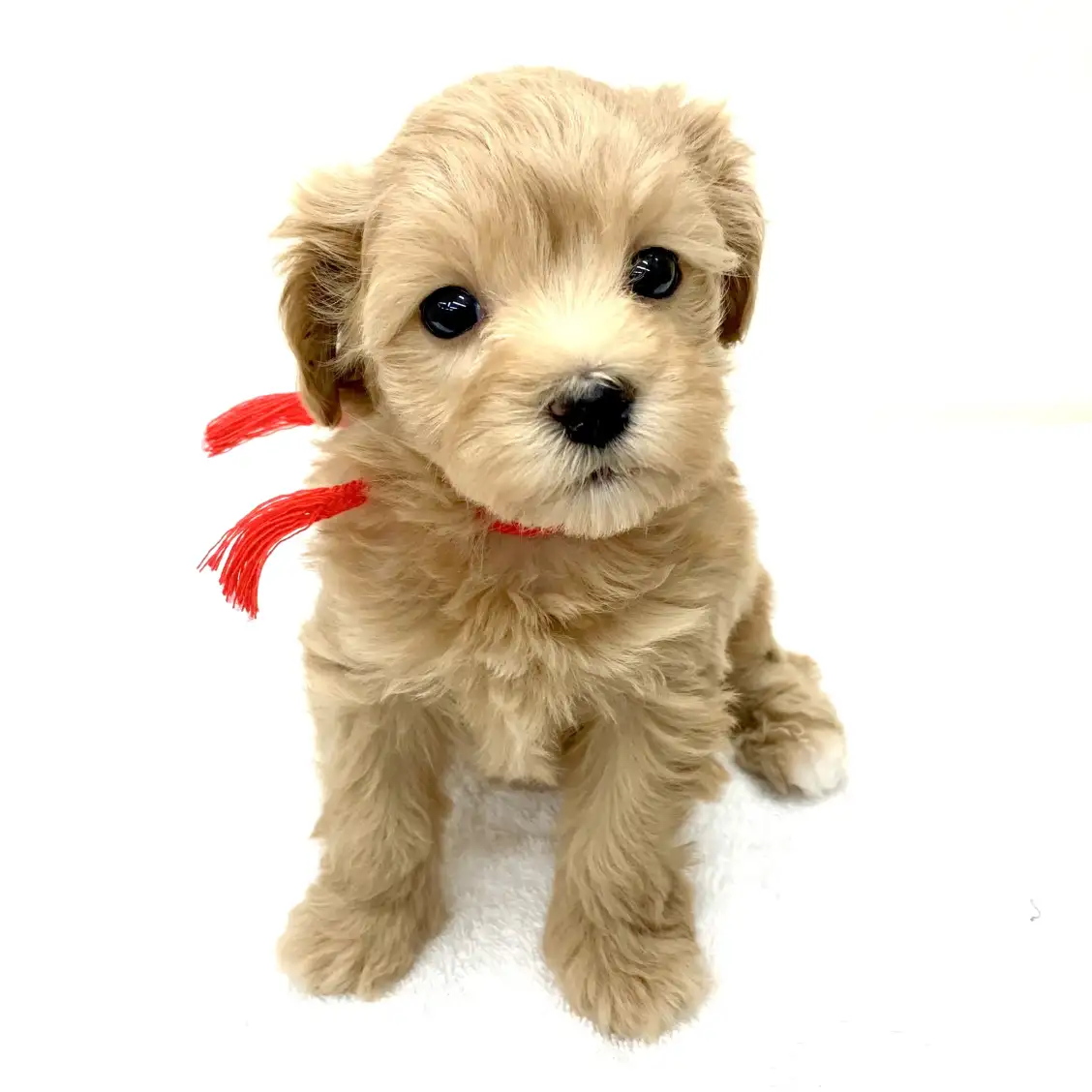 MIX(トイプードル×マルチーズ)