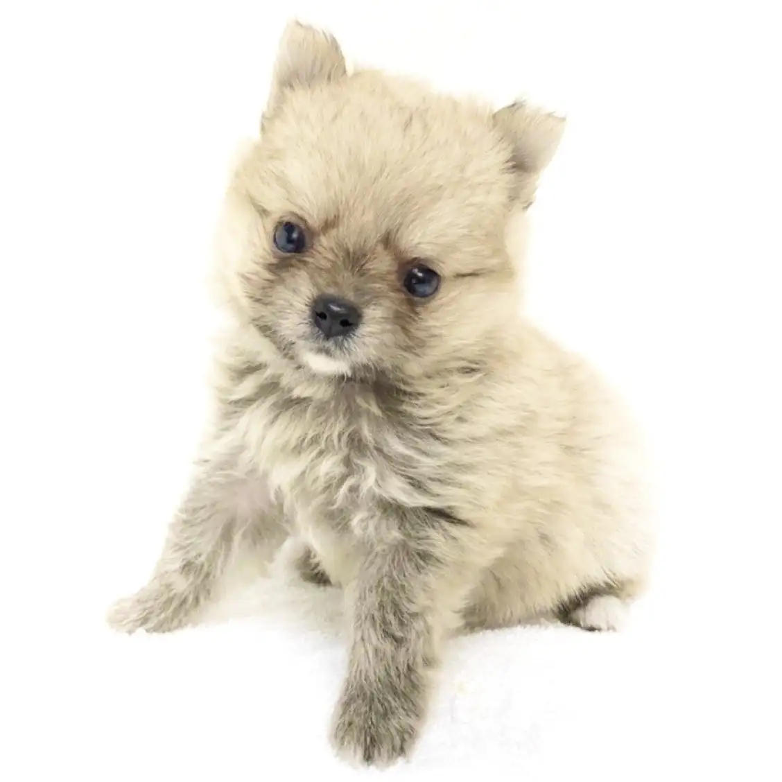 MIX(チワワ×ポメラニアン)