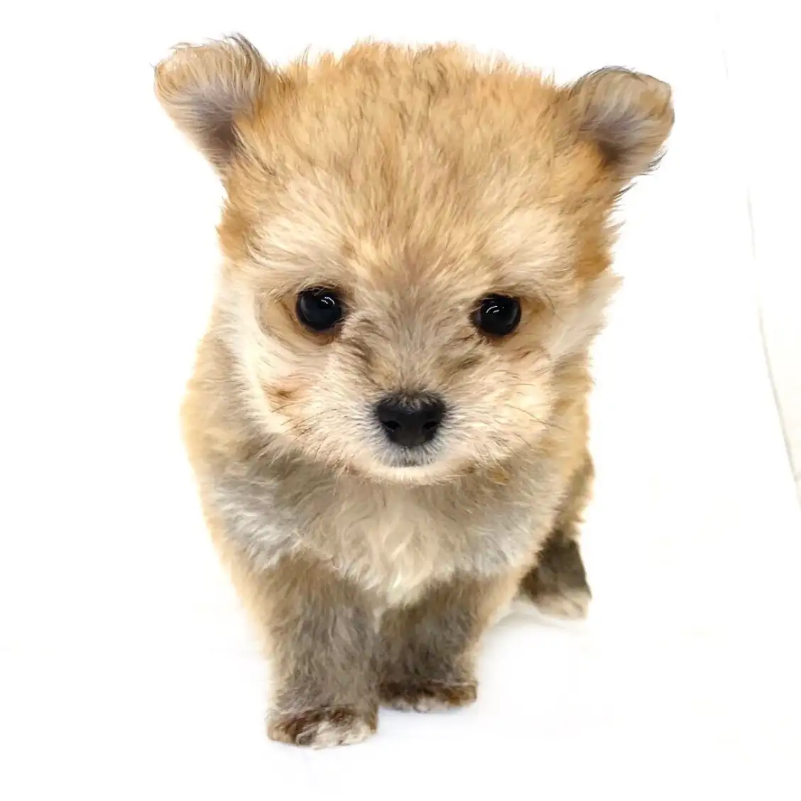 MIX（マルチーズ×ポメラニアン）