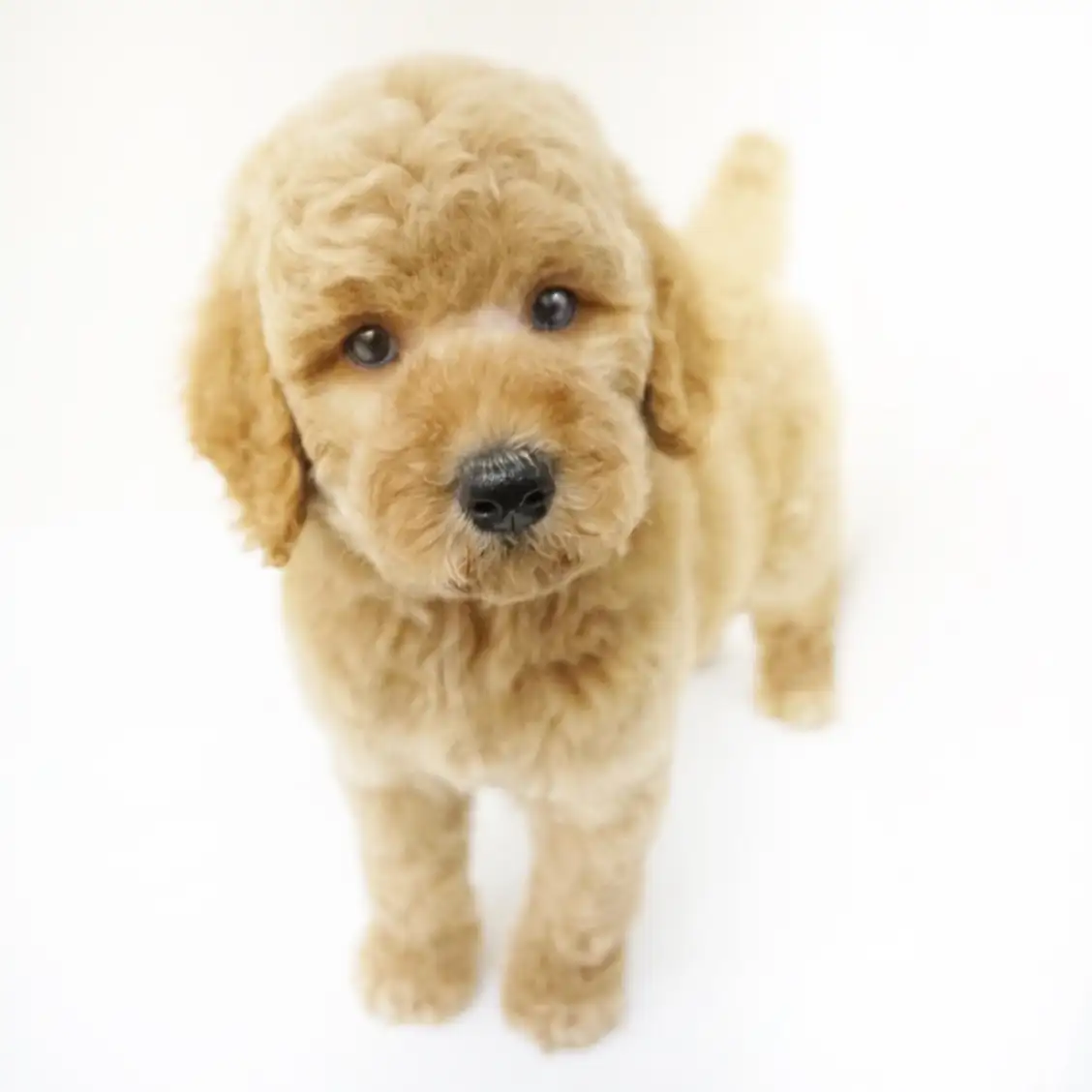 スタンダード・プードル