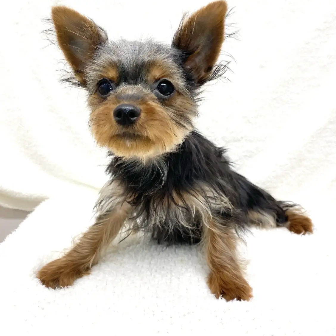 ヨークシャーテリア