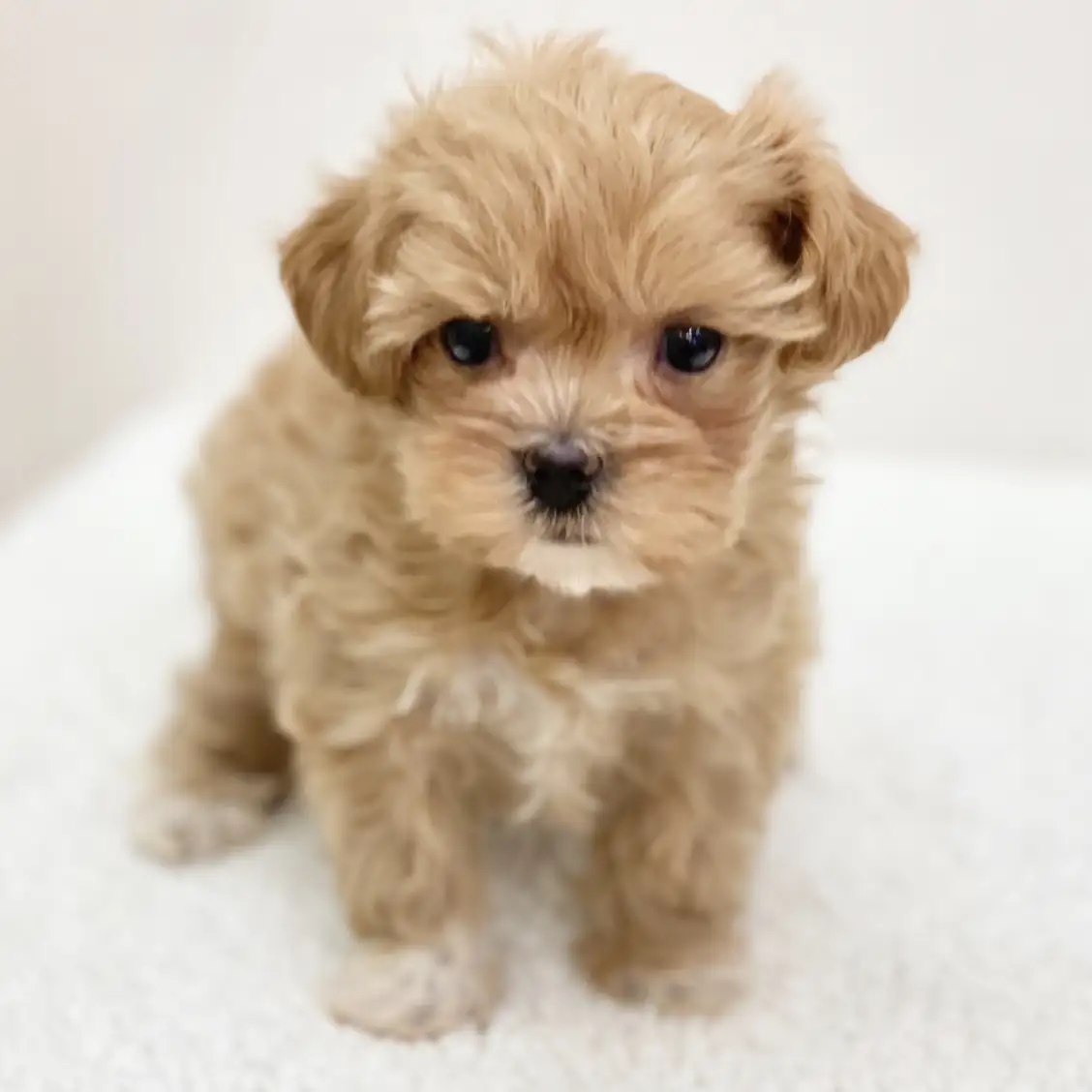 MIX（マルチーズ×トイプードル）