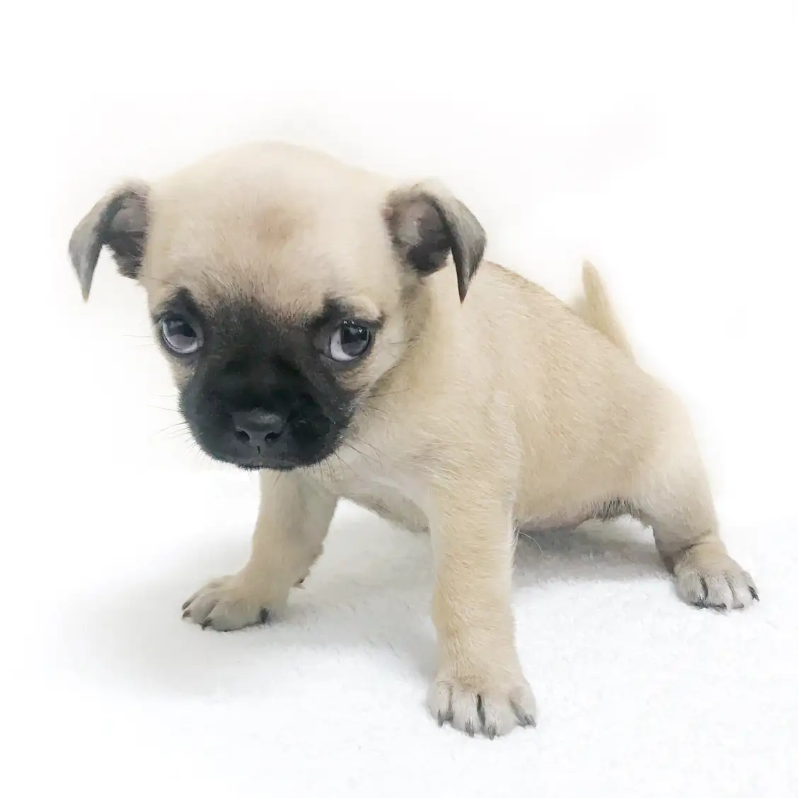 MIX(チワワ×パグ)