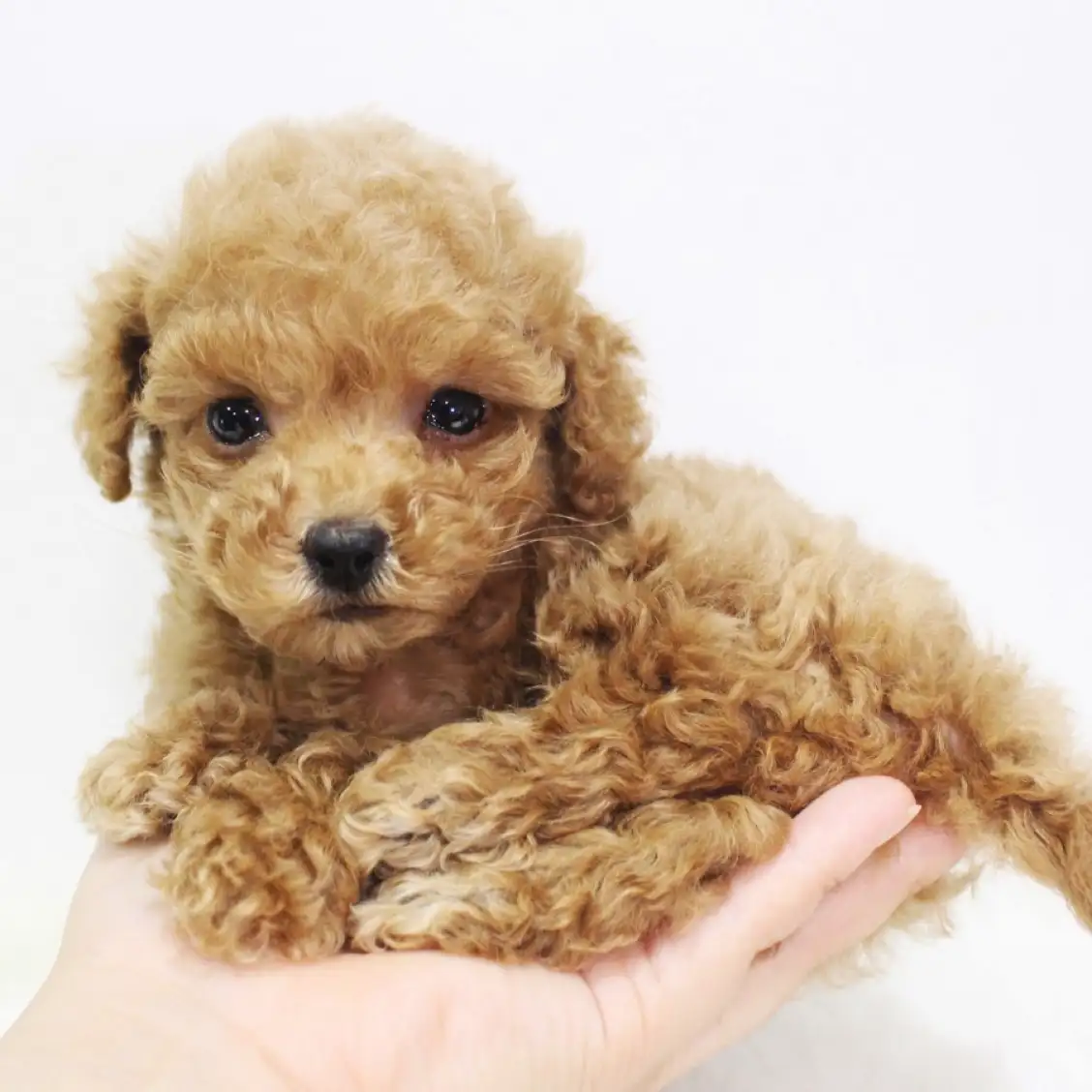 トイ・プードル