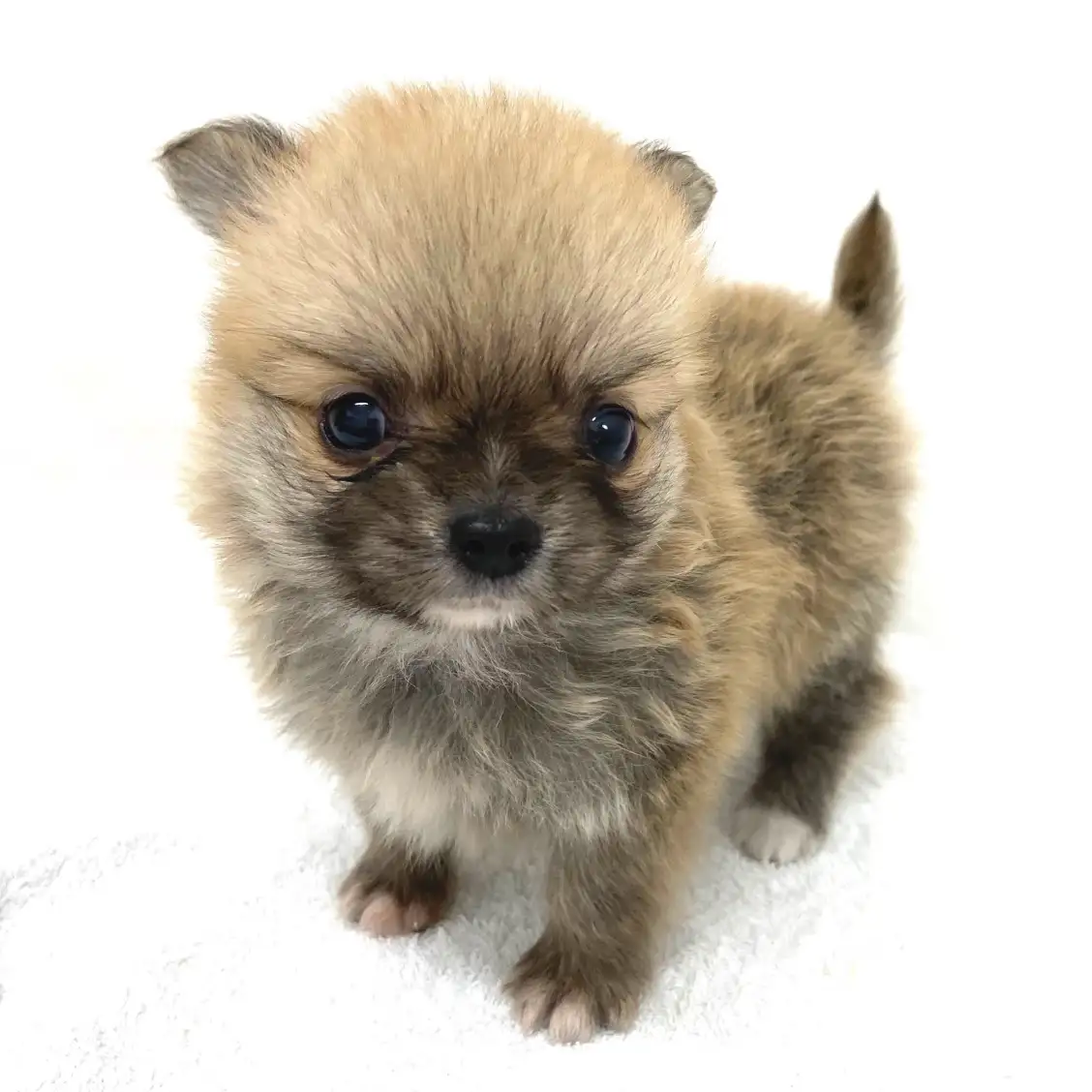 MIX(チワワ×ポメラニアン)