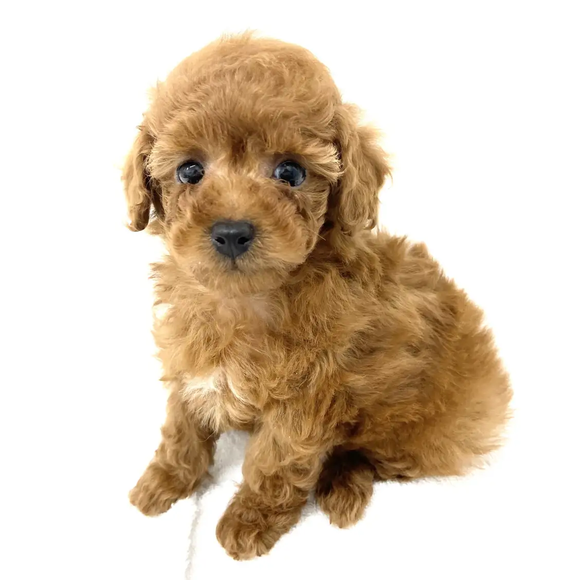 トイ・プードル