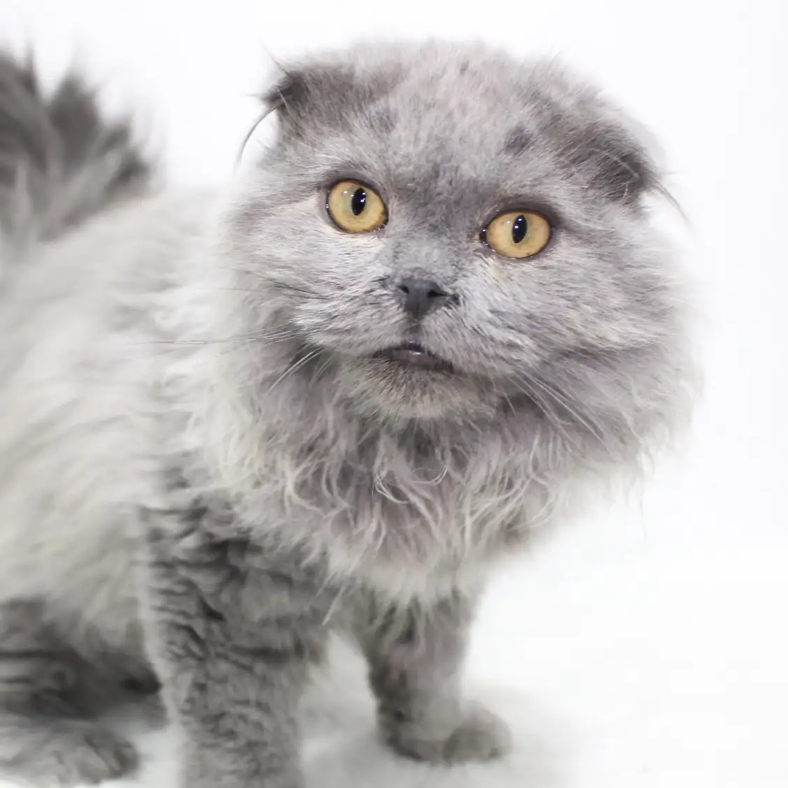 スコティッシュフォールド