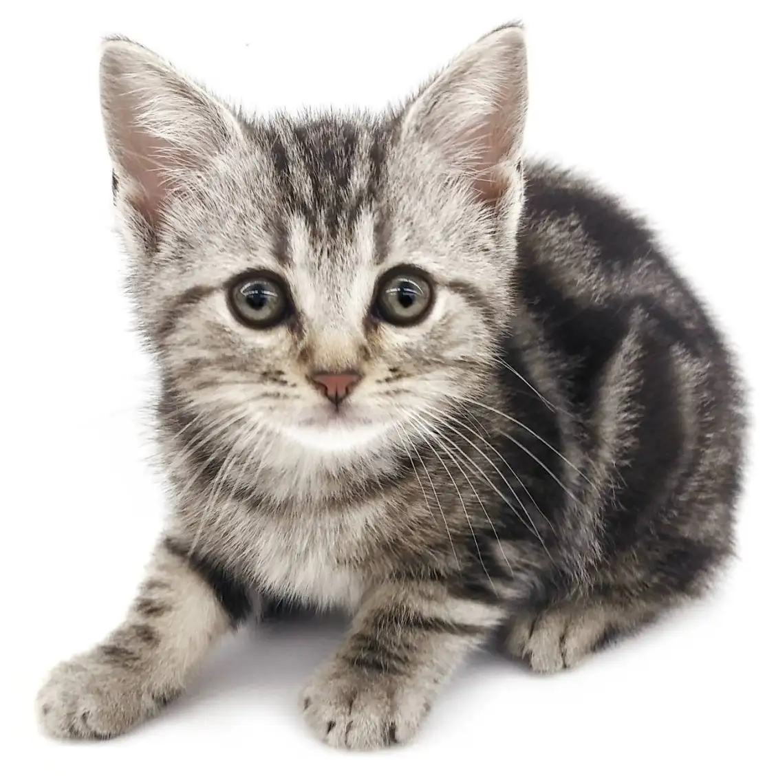 アメリカンショートヘア