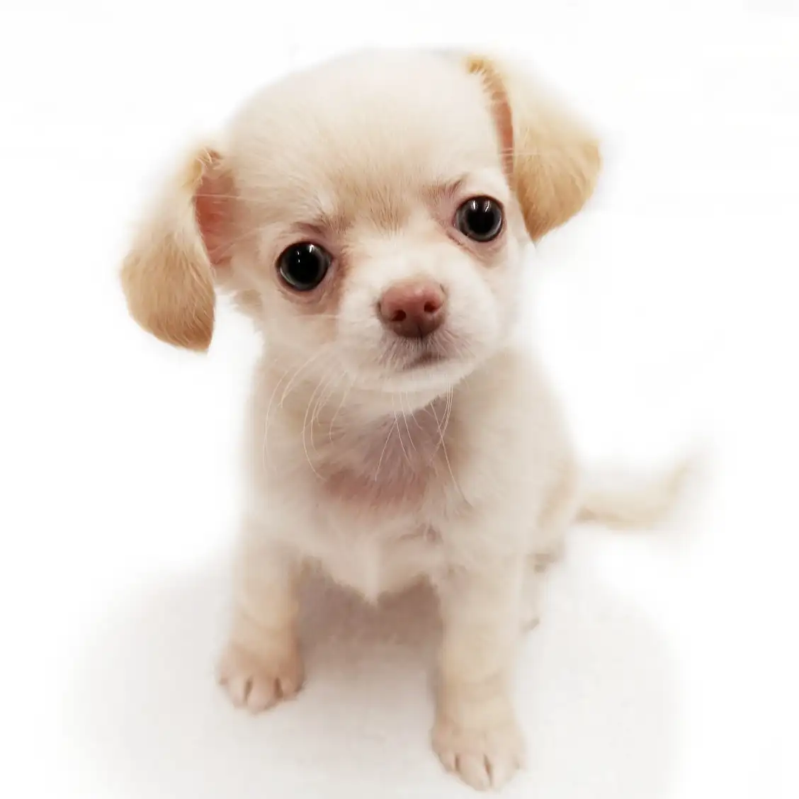 MIX(チワワ×ダックスフント)