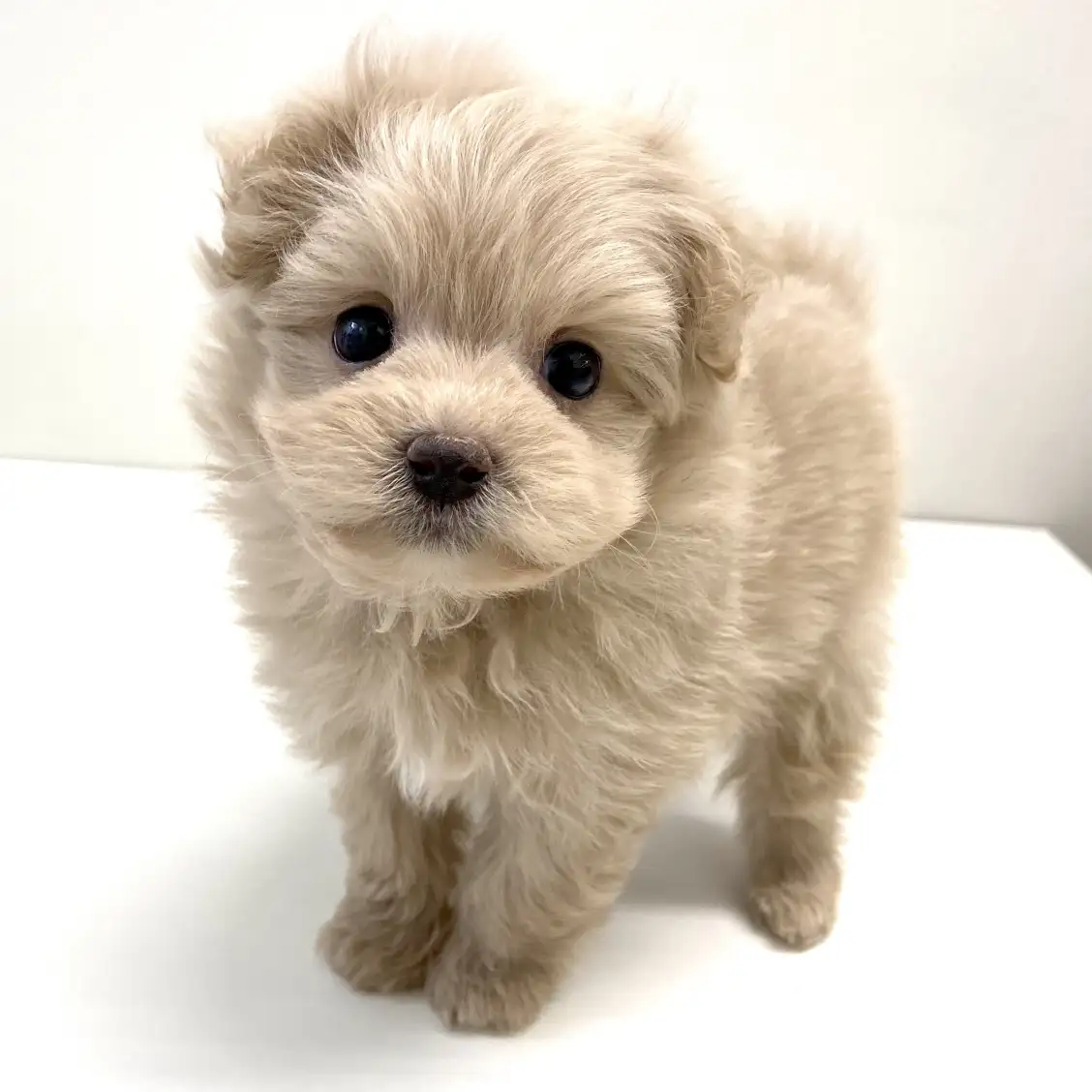 MIX(トイプードル×ポメラニアン)