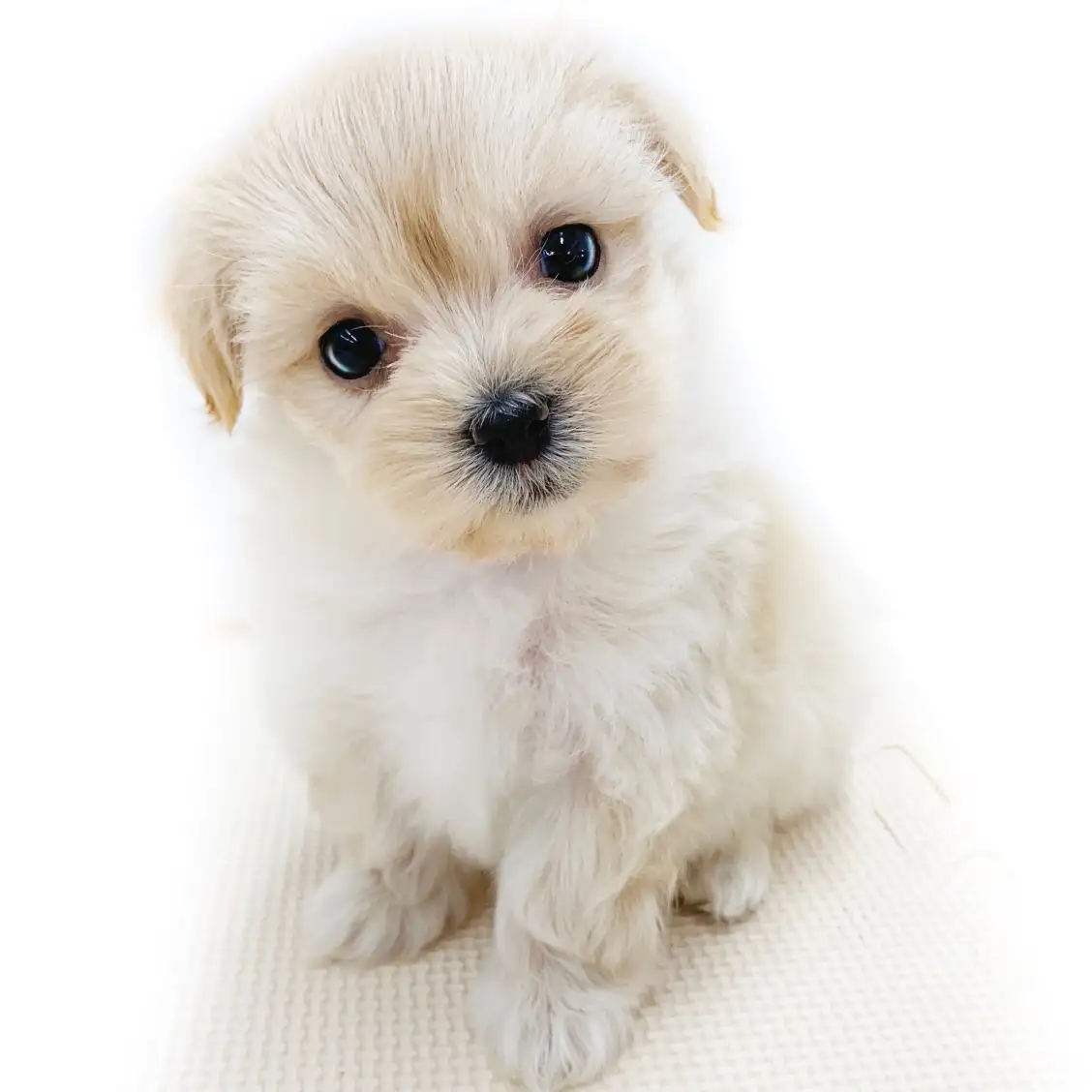 MIX(トイプードル×マルチーズ)