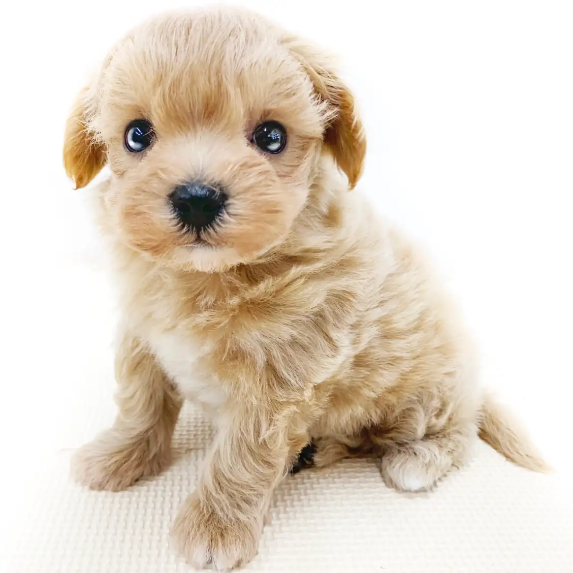 MIX(トイプードル×マルチーズ)