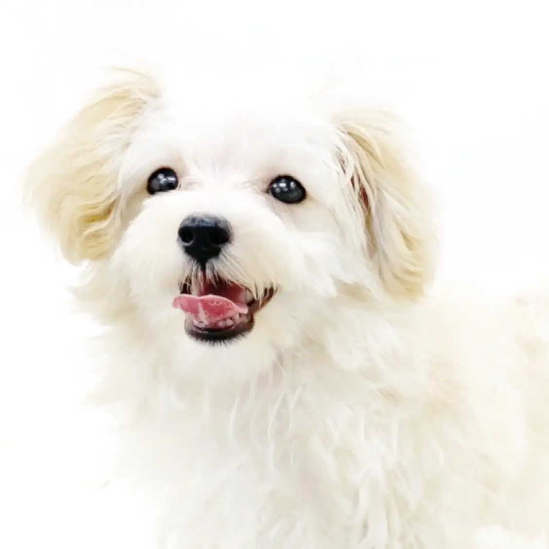 MIX（マルチーズ×トイプードル）